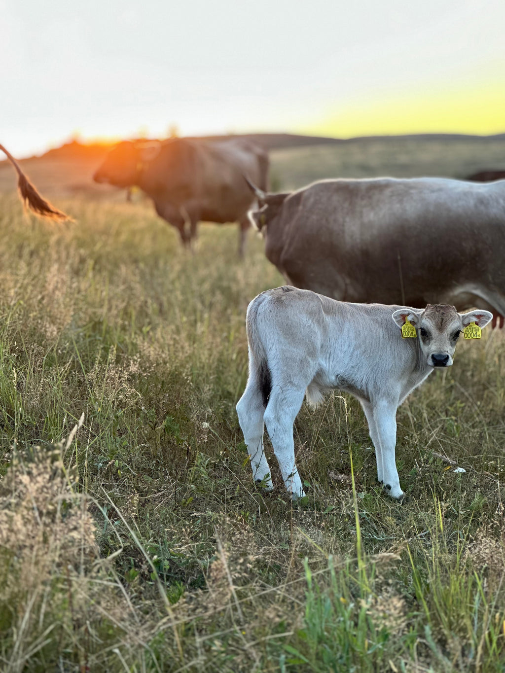 Birtoklátogatás – 2 órás, egyéni, vezetett program