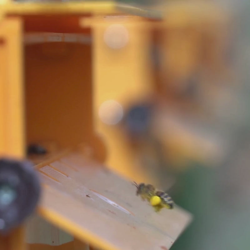 BIO vegyes vadvirágméz