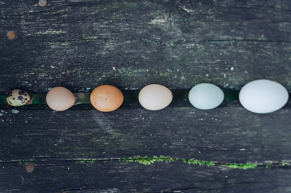 10db szabadtartású tojás